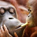 Monkey Sharing