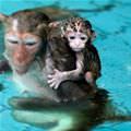 Monkey Swim