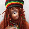 Rasta Monkey