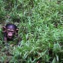 Relaxing In The Grass Monkey