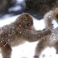 Snowball Fight