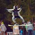 Snowboarding Monkey