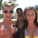 The Beach Monkey
