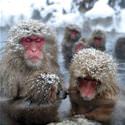 The Monkey Spa