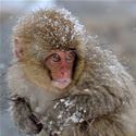 The Snow Monkey