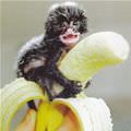 This My Banana