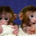 Two Cute Monkeys