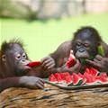 Watermelon Monkeys