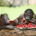 We Loves Watermelon