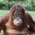 Wet Pool Monkey