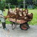 Wheelbarrel Of Monkeys
